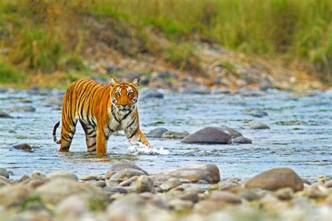 Corbett National Park Tourism (2018) Tiger Reserve, Wildlife Sanctuary