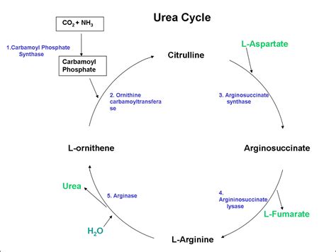 Citrulline & L-Arginine Benefits, L-Citrulline Supplement