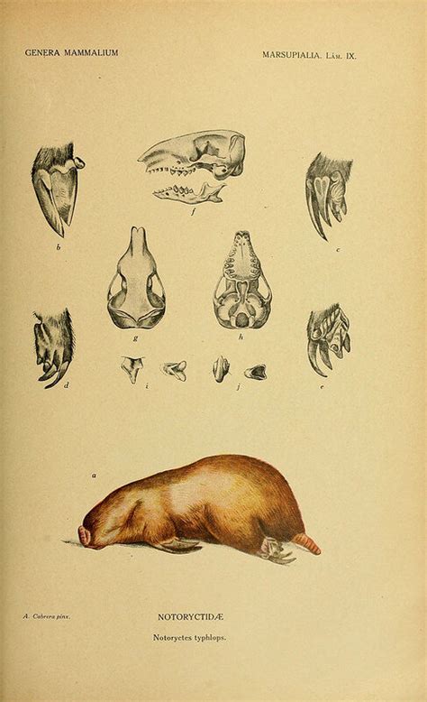 Southern marsupial mole anatomy — Comparative Brain Anatomy