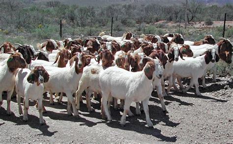 Goat farming in Zimbabwe - Farmers Review Africa