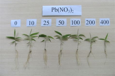 Effect of Pb on the growth of Moso bamboo seedlings at the time of... | Download Scientific Diagram