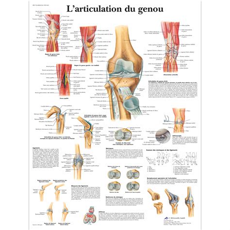 L'articulation du genou - 4006743 - VR2174UU - Skeletal System - 3B ...