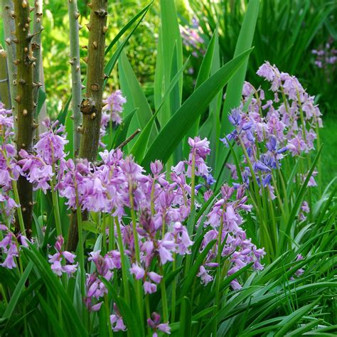 Pretty Spanish Bluebells (Hyacinthoides) Bulbs for Sale | Pink – Easy To Grow Bulbs