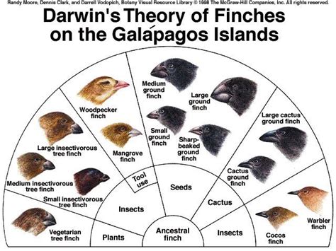 Finches and evolution | Galapagos, Natural selection, Finch