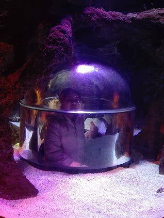 Istanbul Sea Life Aquarium - 2019 All You Need to Know BEFORE You Go ...