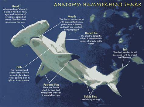 Hammerhead shark, Shark, Shark facts