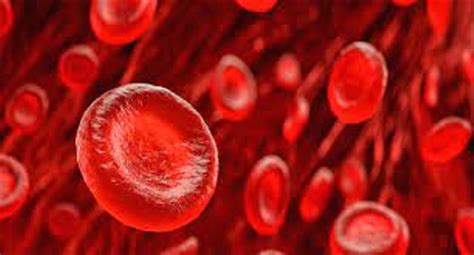 Fungsi Sel Darah Merah dalam Tubuh Manusia | kumparan.com