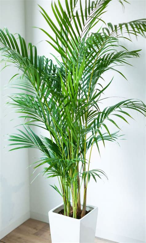 How to care for an Areca Palm | indoor care tips - Piantica | Indoor ...