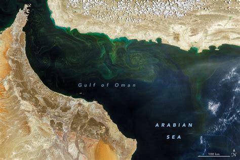 An Upended Ecosystem in the Arabian Sea