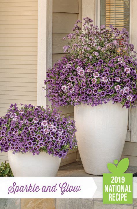 140 Proven winners recipes ideas in 2021 | container gardening ...