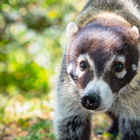 Coati guide: what they are, where they live, what they eat and coati ...