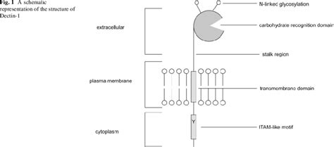 A schematic representation of the structure of Dectin-1 | Download ...