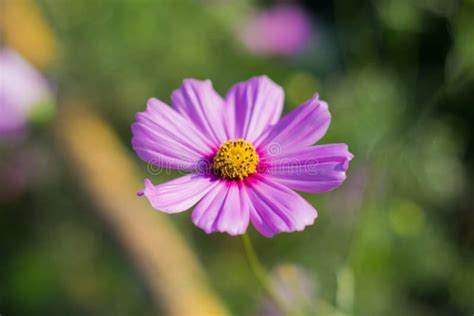 Purple cosmos flower stock photo. Image of flower, purpleflower - 64251018