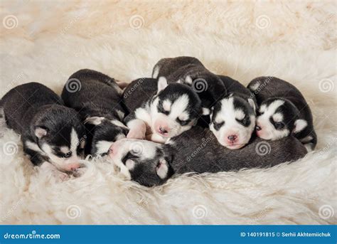 Lovely Newborn Husky Puppies Stock Image - Image of beautiful, life: 140191815