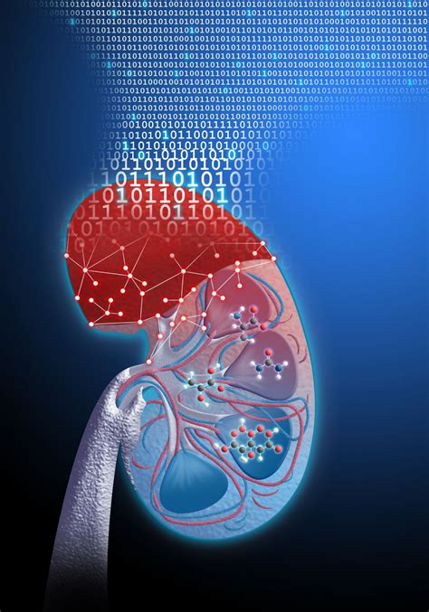 Urine test detects acute kidney transplant rejection • healthcare-in ...