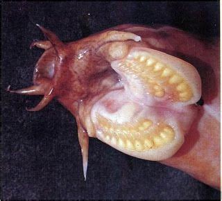 Hagfish mouth | Sea life, Animals amazing, Underwater animals