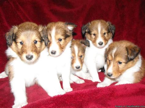 Sheltie puppies AKC for Sale in Byron Center, Michigan Classified ...