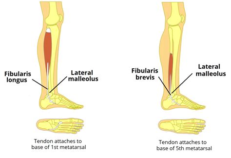 Muscles in the Lateral Compartment of the Leg - TeachMeAnatomy