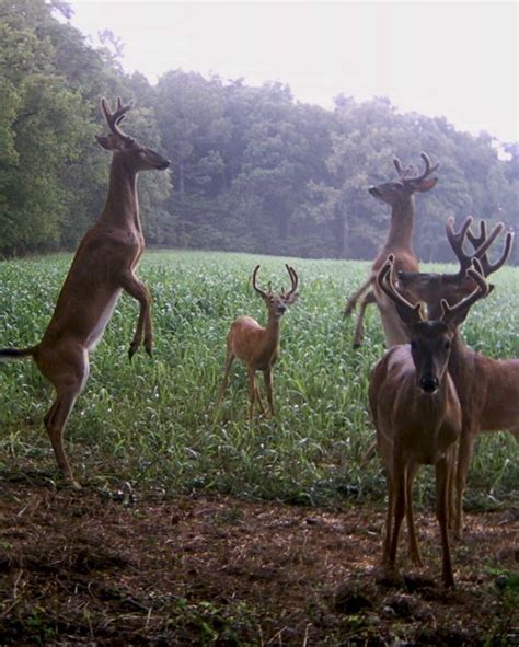 Trail Camera Whitetails! | Whitetail deer pictures, Deer pictures ...