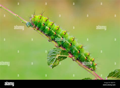 Small Emperor Moth, caterpillar, Germany / (Saturnia pavonia Stock ...