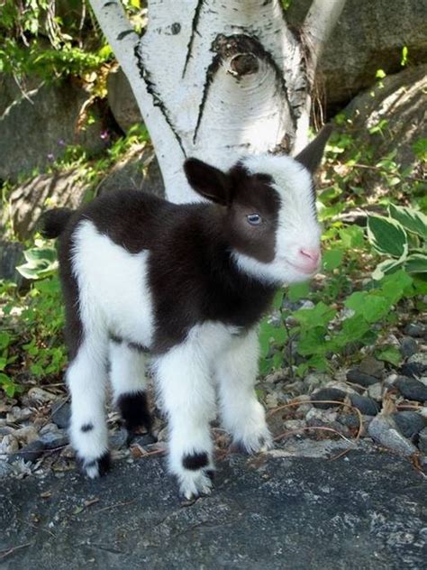 Full grown Pygmy goat : goats