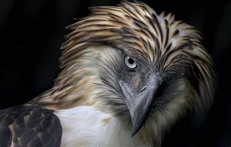 Philippine Eagle Fun Facts: 12 Things to Know About the Largest Eagle