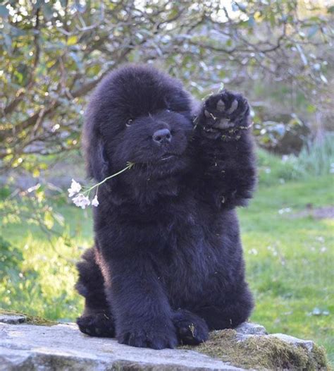 Newfoundland puppy by Sølvi Nordtveit // IT LOOKS LIKE A BABT BEAR!!!!!!! | Chiots terre neuve ...