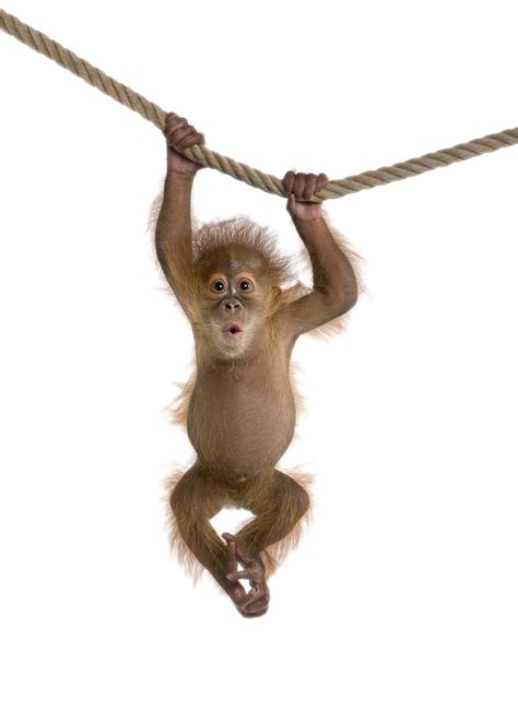 1F | playful monkeys | Monkey pictures, Not my circus, Orangutan