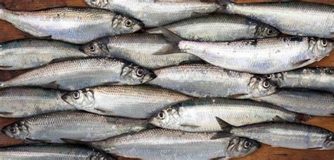 Can You Eat Skipjack Herring and is it Good? - Fishmasters.com