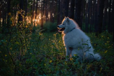 Premium Photo | A white dog sits in a forest at sunset.