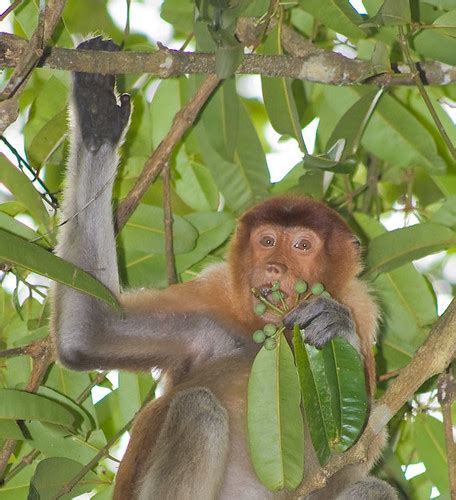 Proboscis Monkey (Nasalis larvatus), | Bako National Park, n… | Flickr