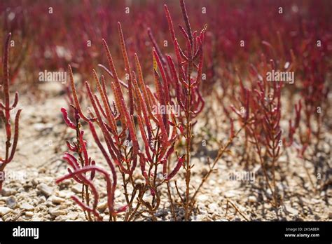 Red grass glasswort hi-res stock photography and images - Alamy