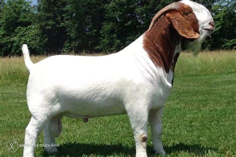 Goat Meat Farm | Buy Live Goats | 100 % Halal always