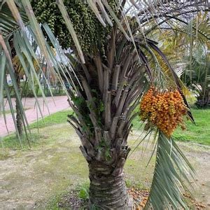 Pindo Palm Seeds Edible Plant Seeds Palm Tree Seeds Gift for Gardener ...