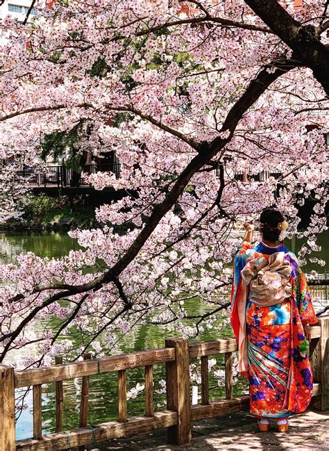 Cherry blossoms at Tsuruma Park, Nagoya - Alo Japan