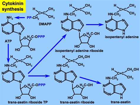 Metabolism of Cytokinins | Biotechnology, Map screenshot, Trans