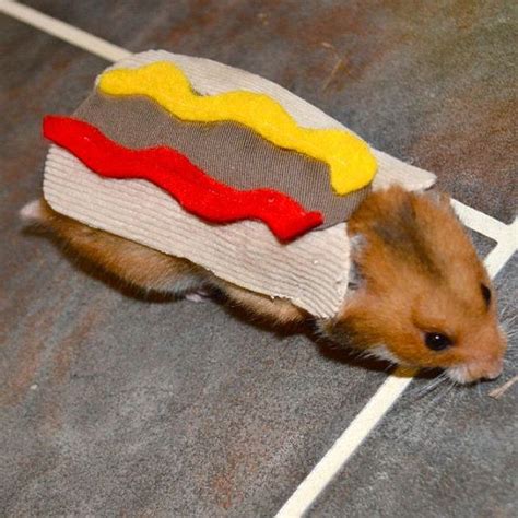 Hamster hotdog Pet Halloween costumes by la by laMarmotaCafe, $9.00 ...