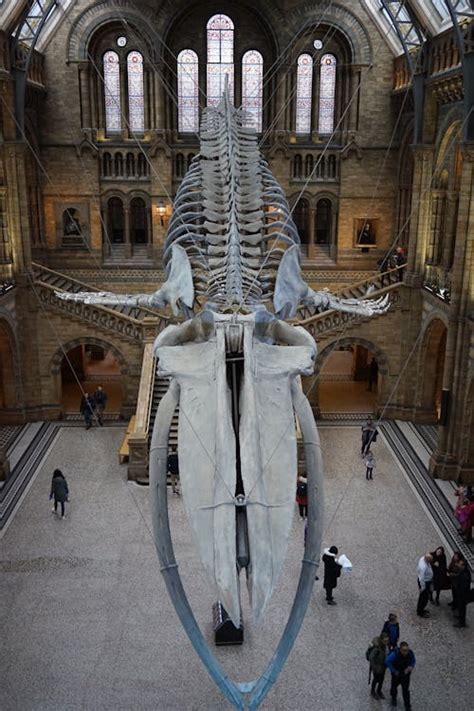 Natural History Museum Interior with Suspended Whale Skeleton · Free ...