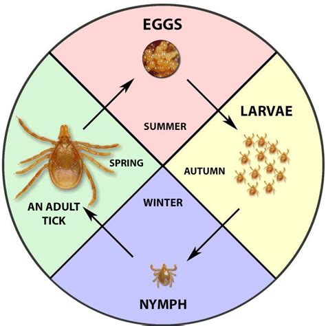 Tick Eggs On Humans