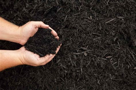 6 Types Of Organic Mulch To Use Instead Of Rubber