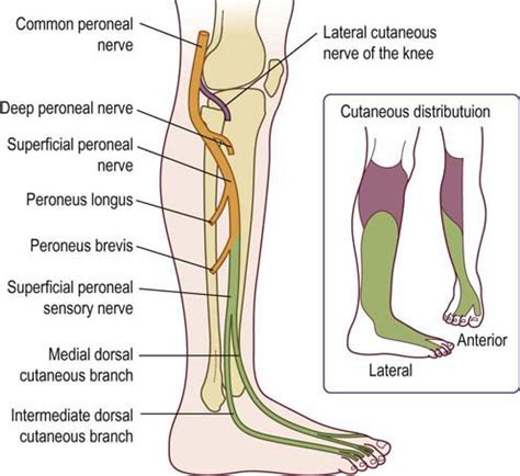 Peroneal Nerve Ankle