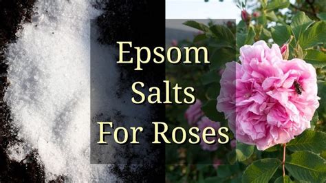 Epsom Salts for Roses - YouTube | Epsom salt for roses, Epsom salt, When to prune roses