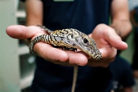 Chattanooga Zoo Hatches Out Three Komodo dragons - Reptiles Magazine