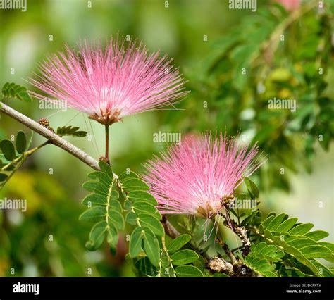 Flowers Of Acacia Stock Photo - Alamy