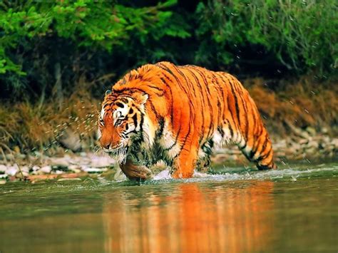 World largest Mangrove forest tour (Sundarban) | Gangasagar Eco Tourism