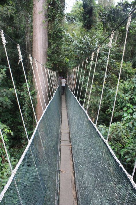 Borneo Canopy Walk | Borneo, Sabah, Canopy