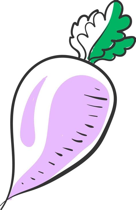 Turnip drawing, illustration, vector on white background. 13637839 Vector Art at Vecteezy