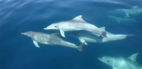 Dolphins - meet the different species - Whale & Dolphin Conservation USA