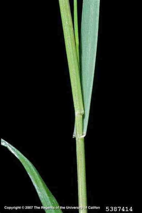 Lolium perenne (perennial rye grass): Go Botany