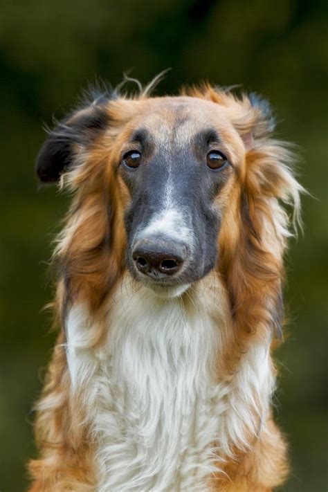 Black-masked red sable Borzoi with a quizzical expression